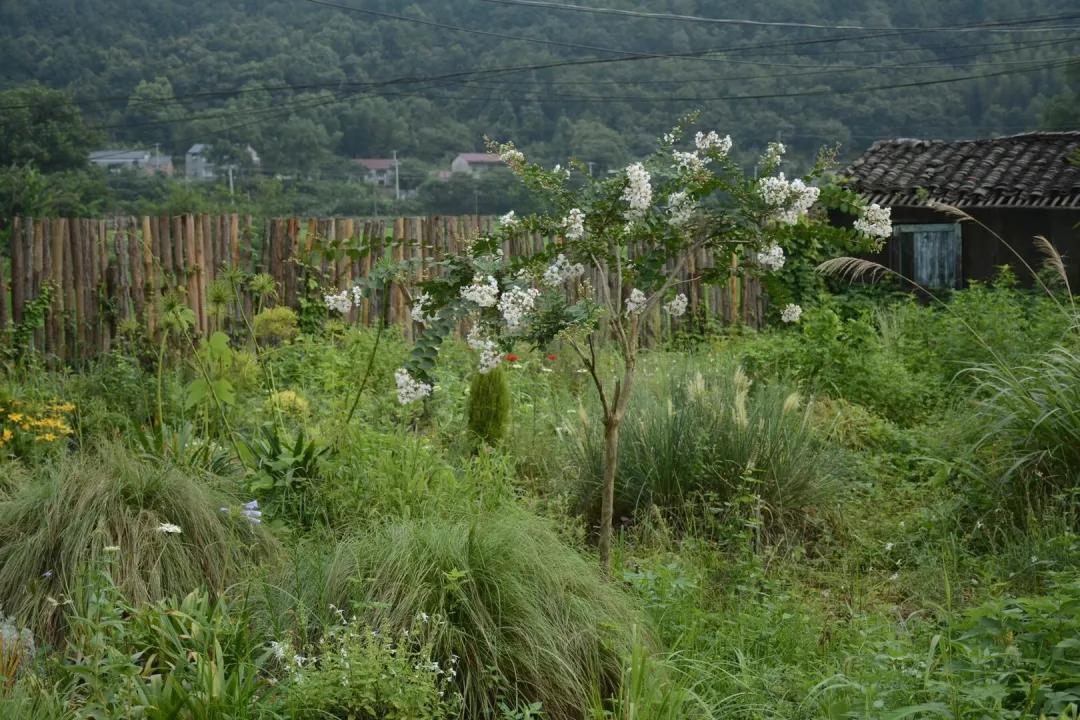 90后男孩住进郊区老屋，徒手打造400㎡自然花园，里面装满小精灵