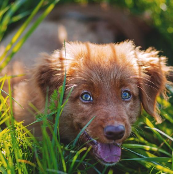 狗狗为什么总是反复舔、啃咬自己的脚部？这种行为真的正常吗？