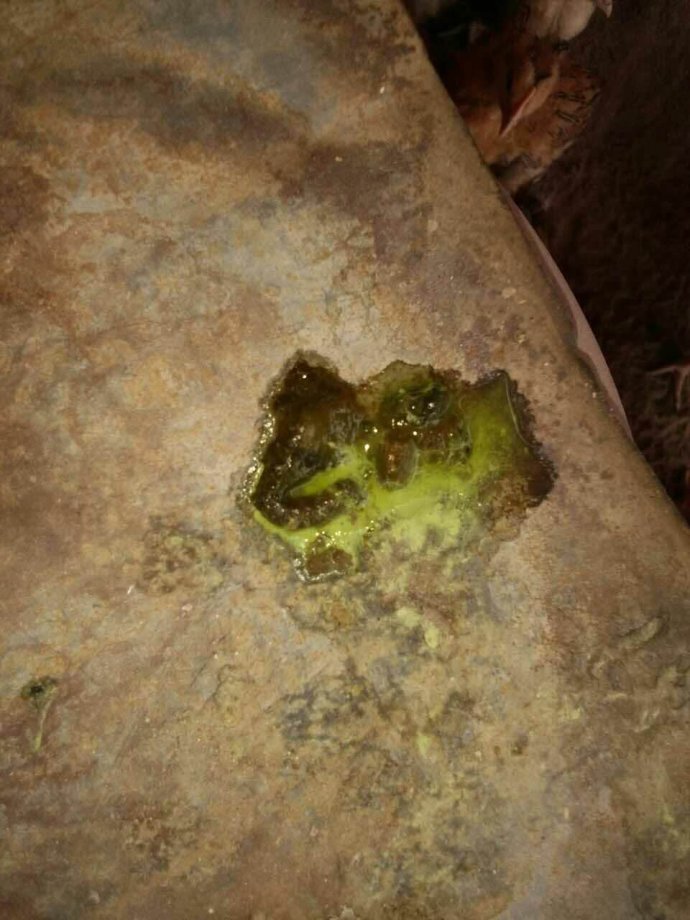 鸡心包积液原因,鸡心包积液偏方