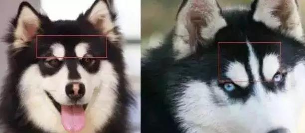 阿拉斯加与哈士奇的区别,阿拉斯加和哈士奇有什么区别