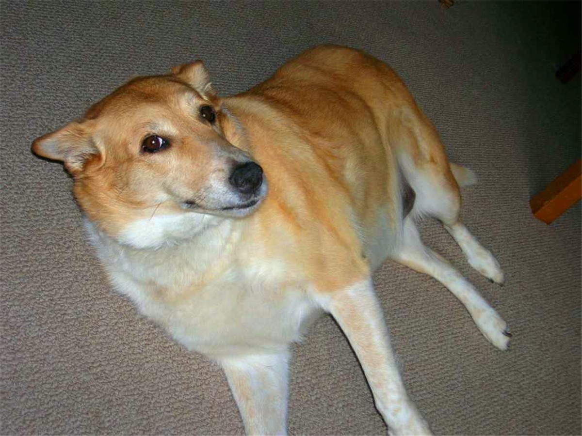 狗狗正常吃饭营养也够但还是瘦,狗狗基因取决于母系还是父系