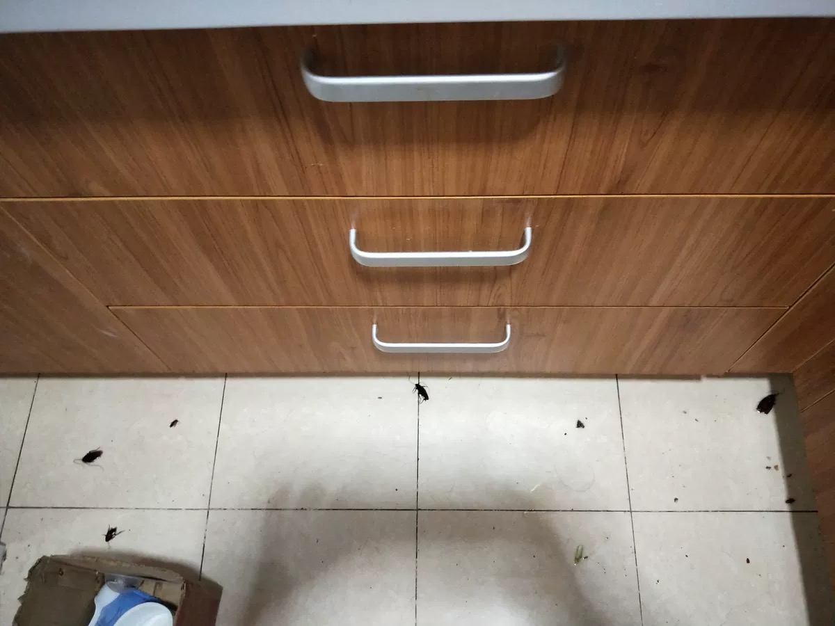 家中入侵蟑螂哪些粗暴的解决方法,装橱柜前怎么预防蟑螂