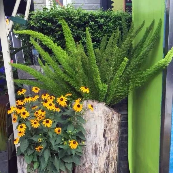 94种常见唯美观叶植物,会开花的绿色硬叶植物