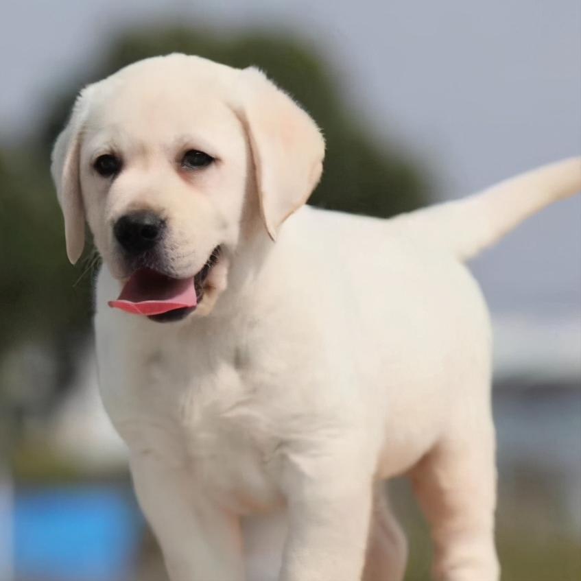 拉布拉多养狗注意事项和禁忌,拉布拉多幼犬不建议散养