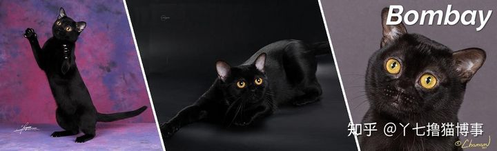 有哪些好看的家养猫,最适合家养的猫咪品种不掉毛