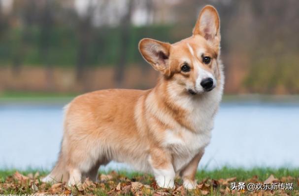 十种好养的宠物狗品种,100种可爱的狗