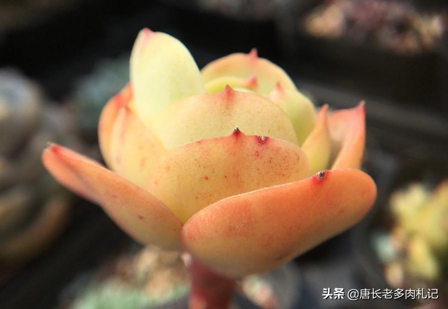 碧桃多肉为什么包不起来,碧桃多肉长得太慢怎么办