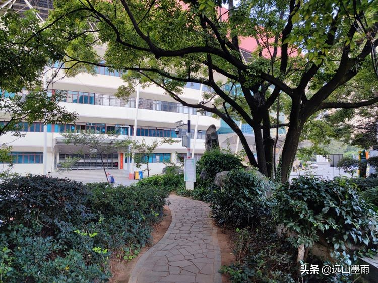 绿树成荫林荫小道,绿树成荫的小路视频