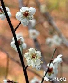 动物中药功效大全,中药药材大全及功效