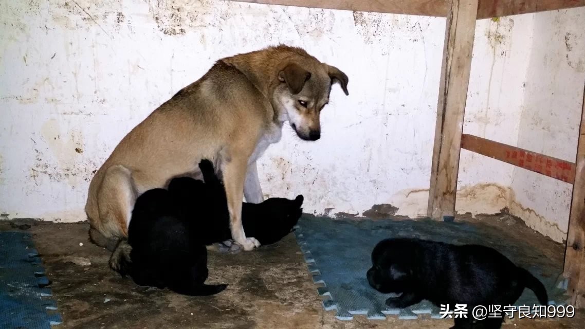 被遗弃的狗母子,被丢弃的母狗