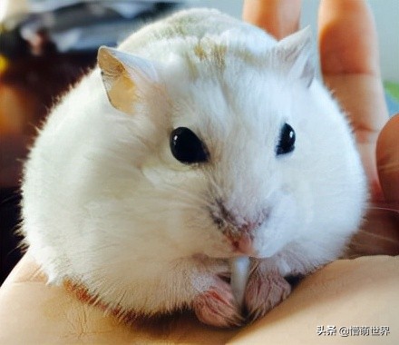 小仓鼠的嘴里为什么那么多东西,仓鼠的嘴巴里为什么那么多吃的