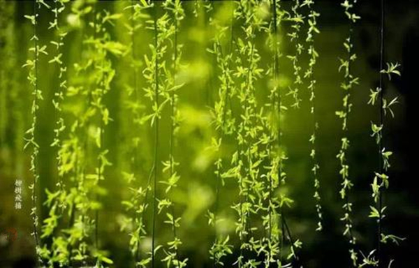 草长莺飞二月天拂堤杨柳醉春烟,二月天拂堤杨柳醉春烟
