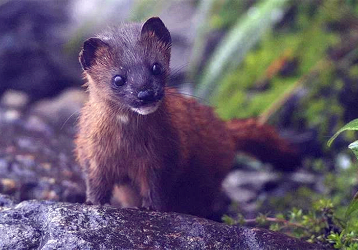 黄鼠狼老是偷鸡科学处理办法,黄鼠狼老是来偷鸡怎么回事