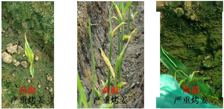 高温天气可以给姜苗覆土吗,高温暴晒天气预警