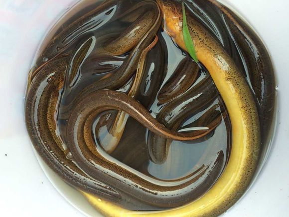 孩子在田里抓黄鳝不小心抓到蛇,捉黄鳝儿童视频