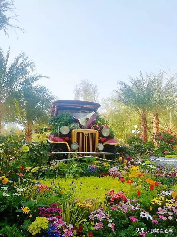 年宵花争奇斗艳价格亲民惹人爱,春节临近年宵花热销新品种受青睐