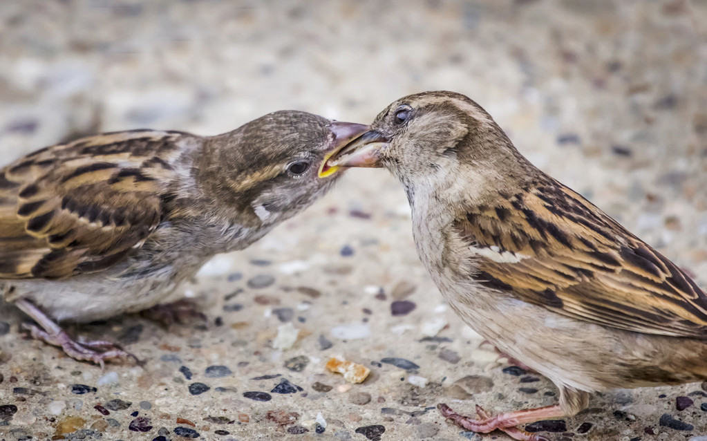 麻雀人工养殖是“坑”，还是难得“商机”？