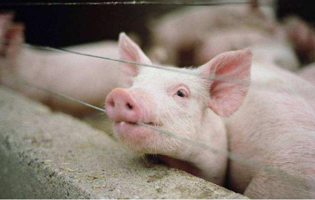 母猪低温不吃食最佳治疗方案,猪场母猪低温不食