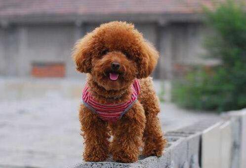 养泰迪犬不可以吃什么,养泰迪怎么不让它叫呢