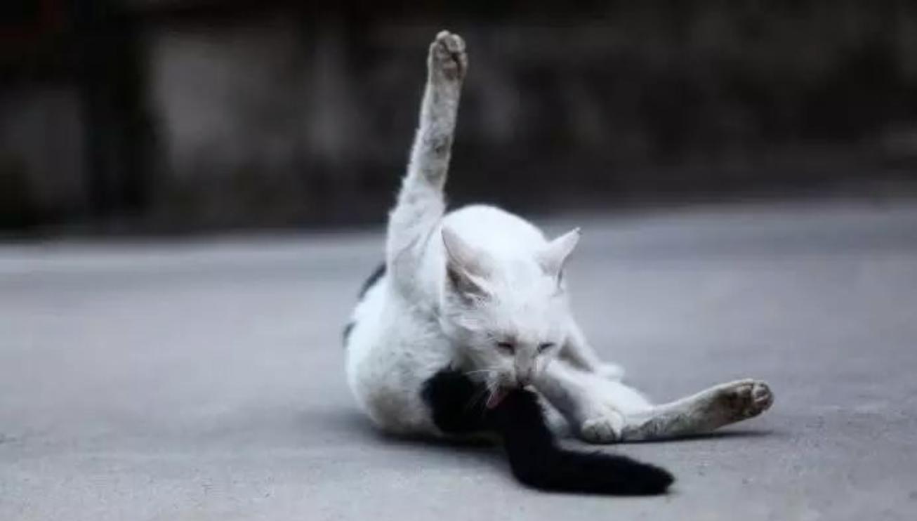 人类排泄需要用纸巾清理屁股，为什么动物却不需要？