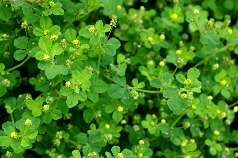 如火如荼中的荼是什么意思,成语如火如荼出自哪部经典