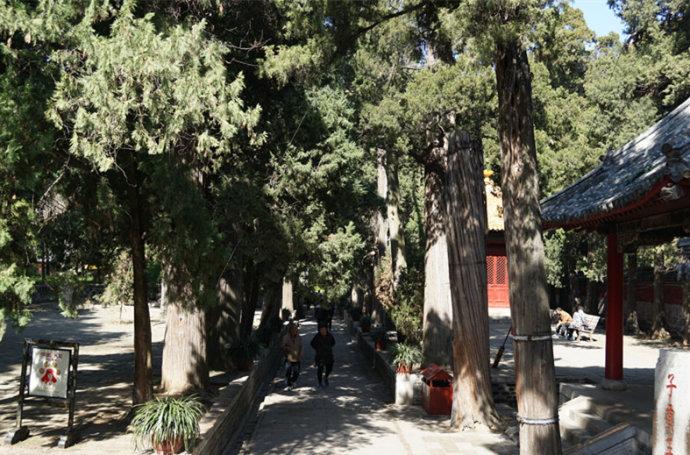 孔林是最大的氏族墓地吗,孔林各个时代的墓葬