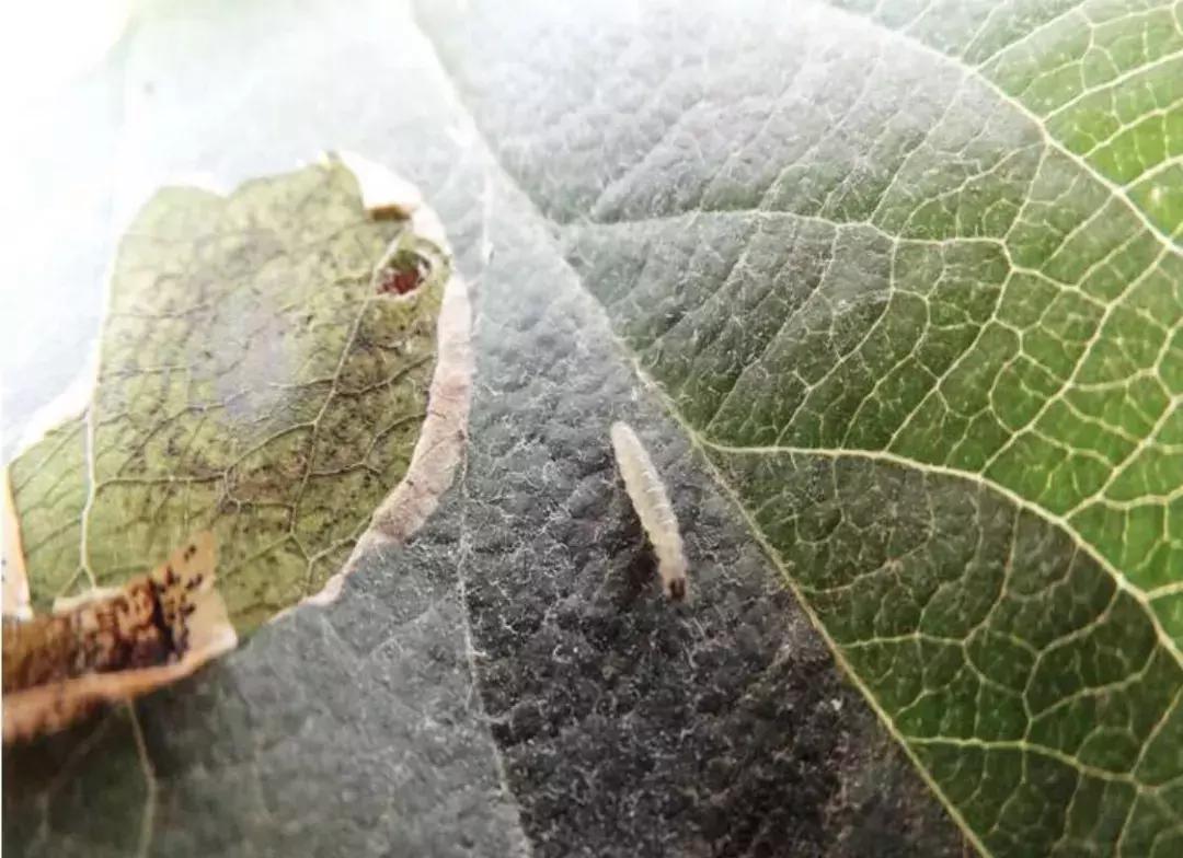 苹果虫害最佳防治方法,苹果各种虫害最佳防治时间