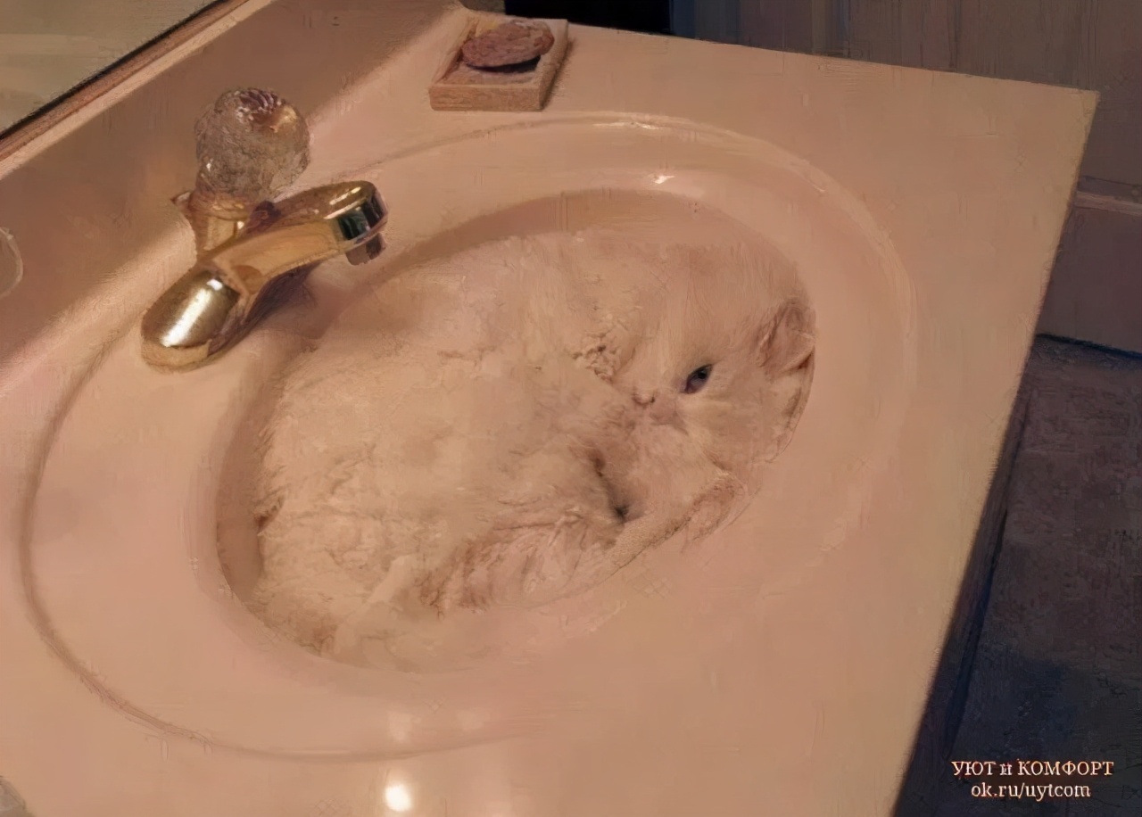 猫是固体还是液体有科学依据吗,科学家证实猫是液体