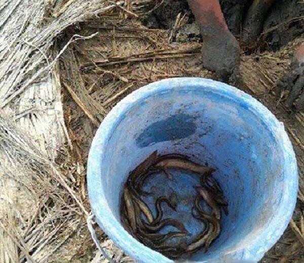 黄鳝泥鳅冬天下地笼可以吗,泥鳅黄鳝白天抓得到吗
