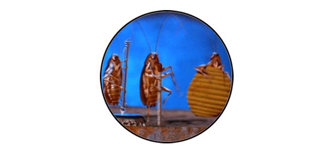 你家的蟑螂再狡猾也躲不过这一招,有没有什么解决蟑螂的小妙招