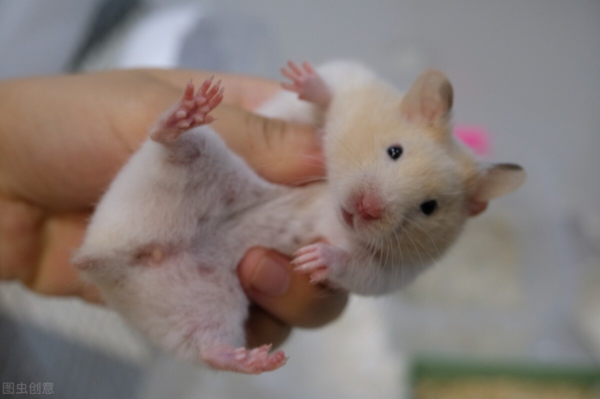 金丝熊腹泻是怎么回事,金丝熊腹泻了怎么办