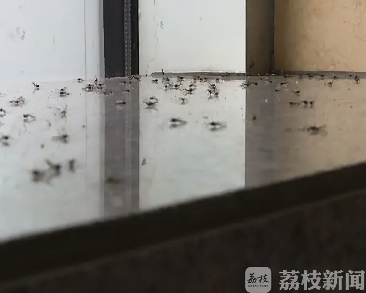 天冷了！成群小虫入室蹭暖气…
