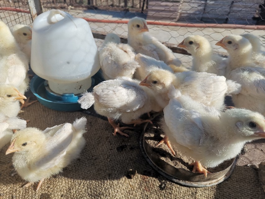 农村土鸡脱温管理,农村新手养鸡注意事项