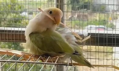 30个关于动物的冷知识,关于动物的冷知识50字