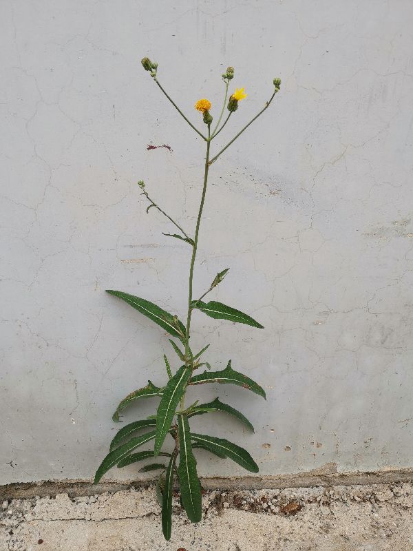 十种动植物名称及特征,动植物植物知识科普大全