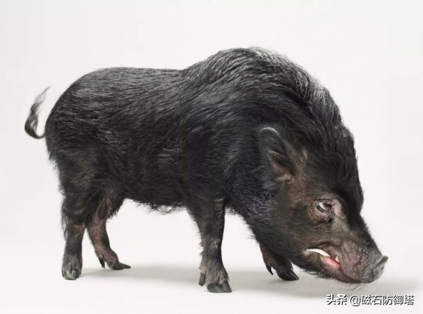 猪年话猪：从野猪到佩奇，猪影响了中国多久？