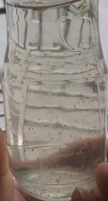 小龙虾虾苗养殖技术,小龙虾养殖怎么放苗