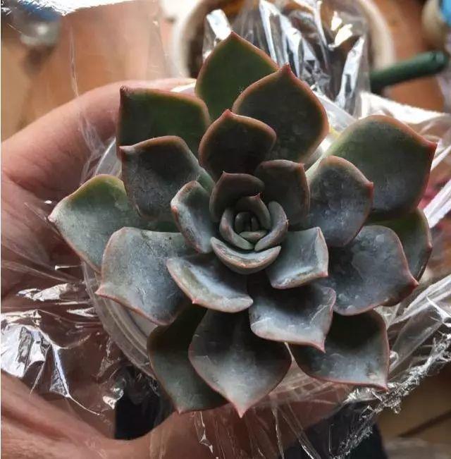 这3种多肉最适合新手,多肉扦插用什么方法最好