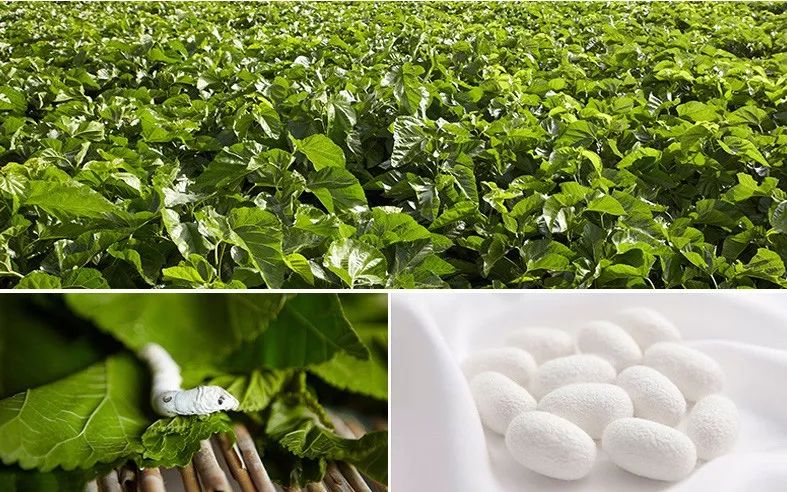 蚕丝的内幕,蚕丝被内幕曝光