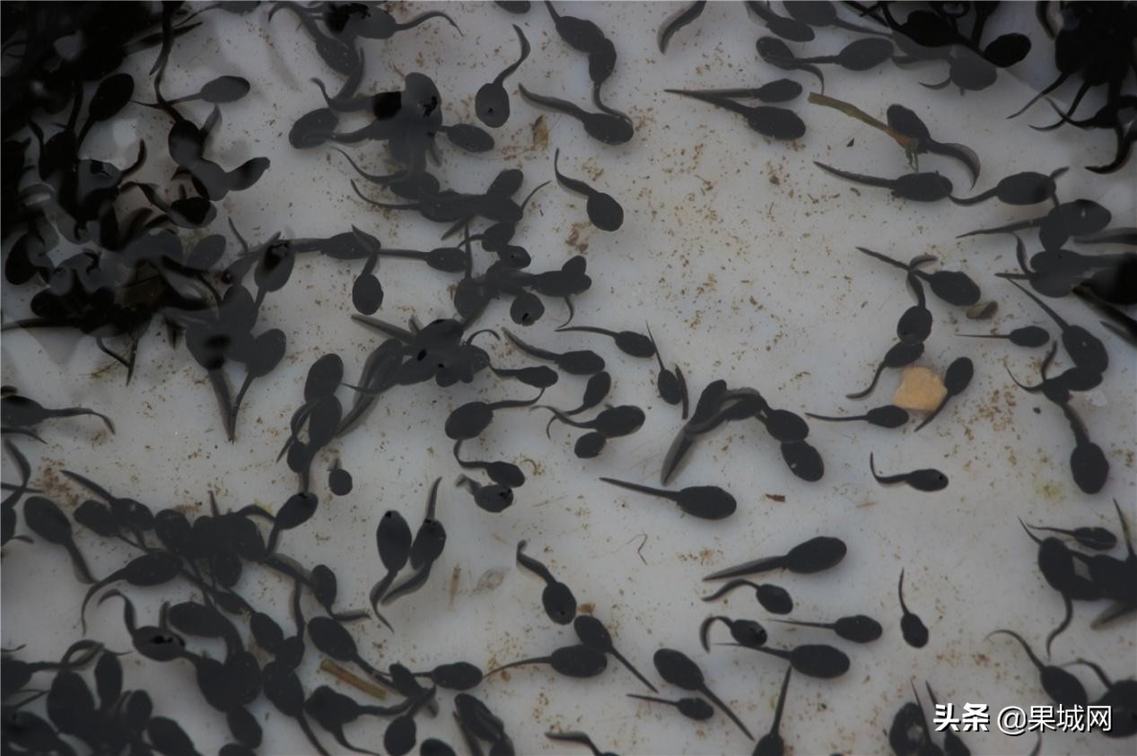 四川南充：春暖花开捉蝌蚪，殊不知带回家的可能是癞蛤蟆