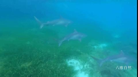 昆士兰座头鲸死亡,澳大利亚鲸鱼死亡36头