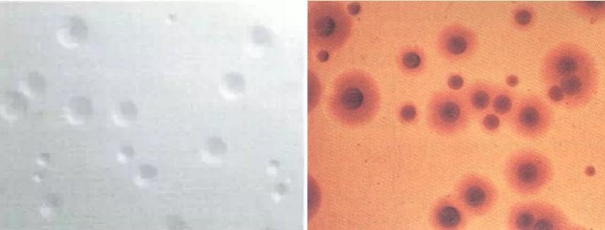 鸡群生病后有什么表现,鸡群出现瘫痪是怎么回事