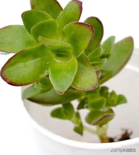 星兜锦的养殖方法和注意事项,多肉天狗养殖方法和注意事项