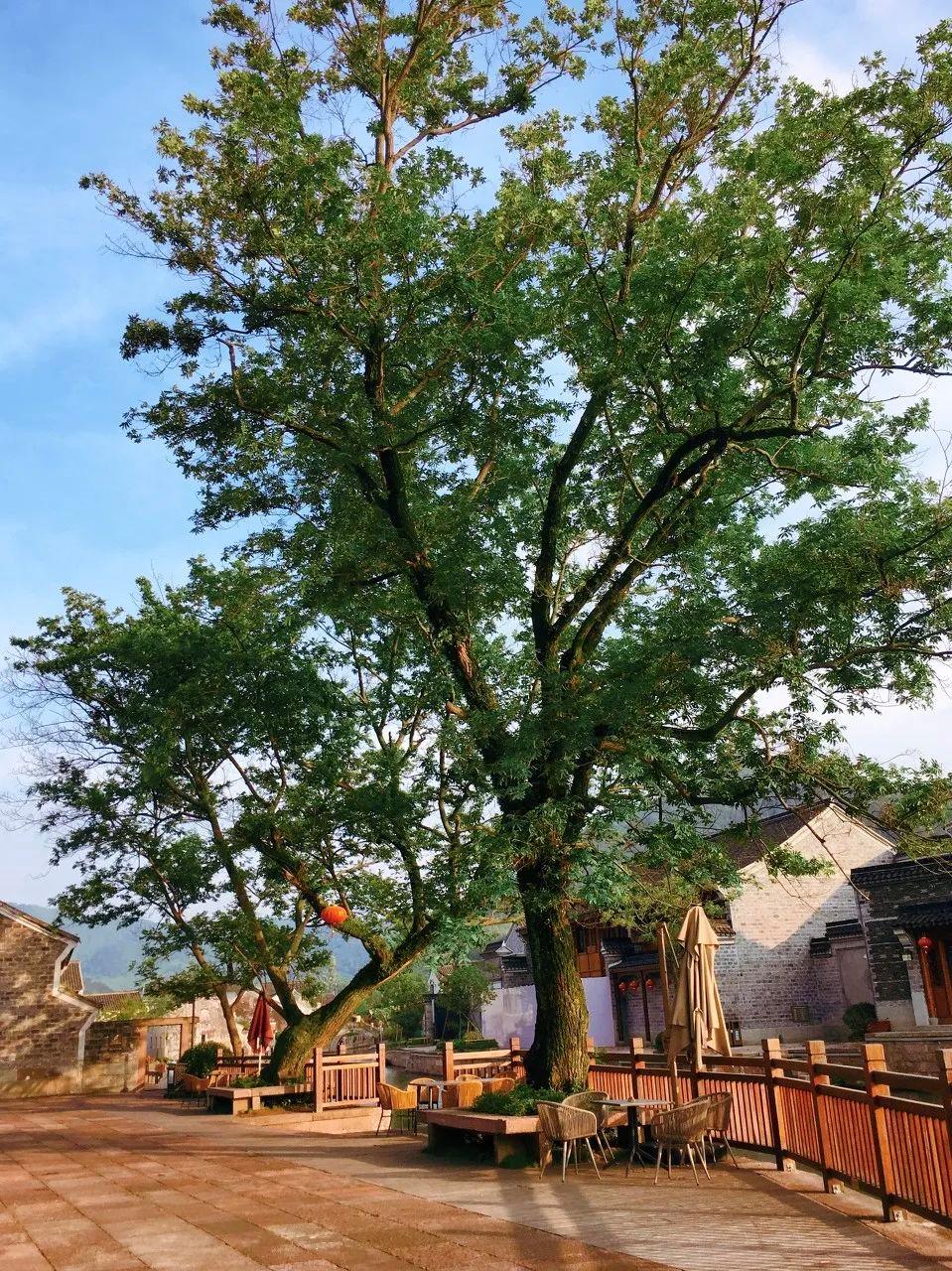 书藏古今港通天下,书藏古今港通天下央视