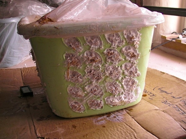 自己家种的蘑菇一天喷几次水,自己种蘑菇可以收几次