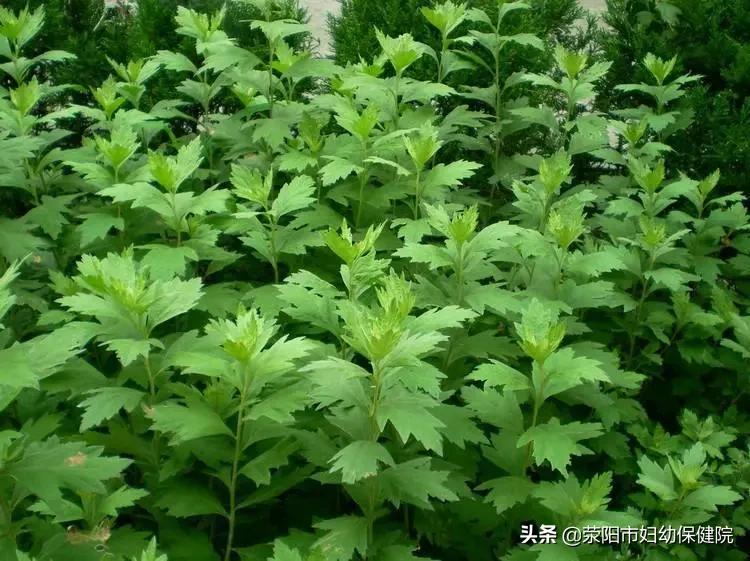 艾为姓氏是什么意思,艾为主要做什么产品