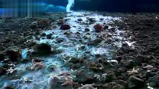 南极深海出现死亡冰柱现象,南极死亡冰柱瞬间冰冻海洋生物