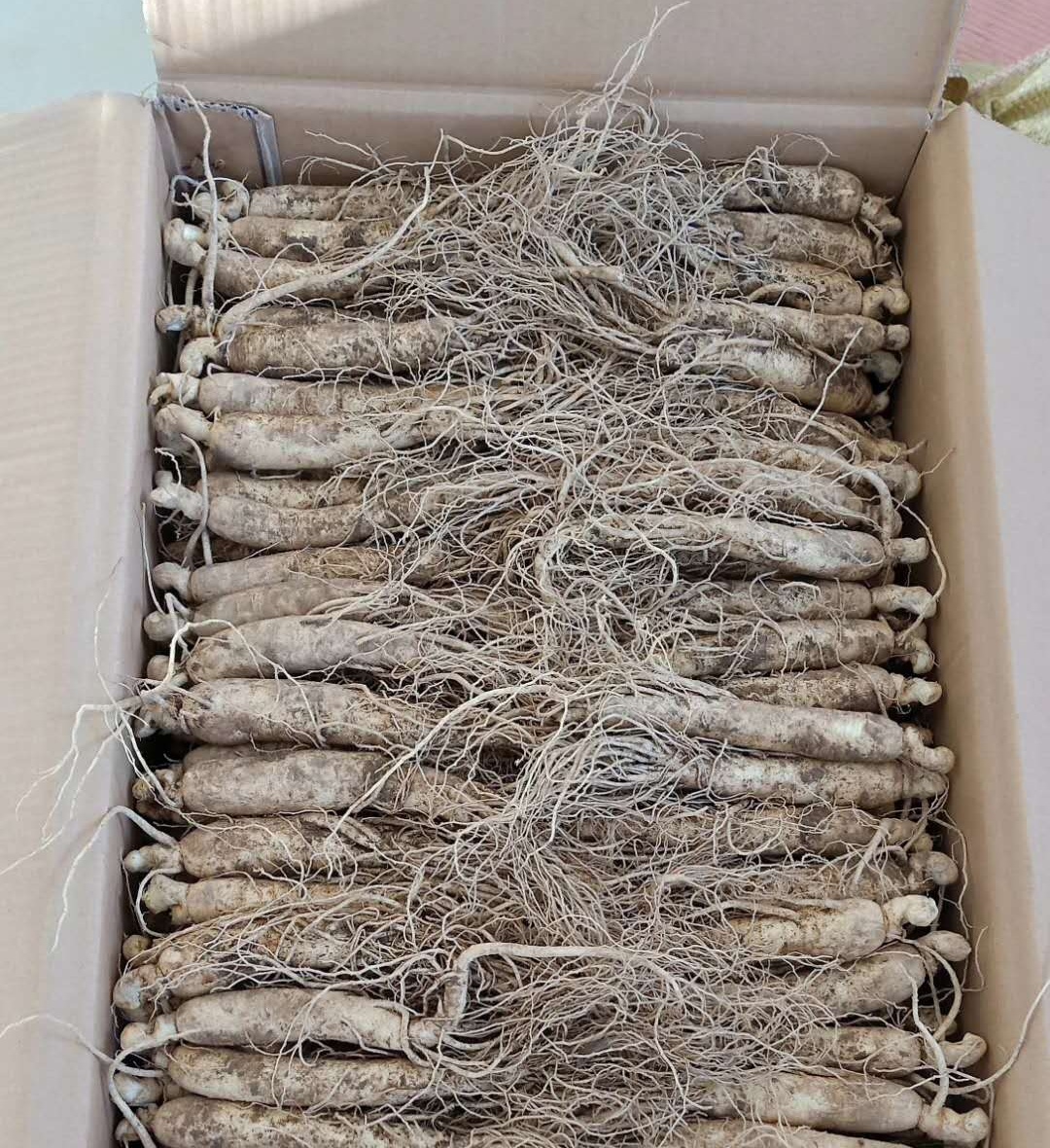 野生人参价格一般多少钱,山上有人参吗野山参价格