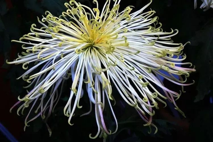 花中四君子菊花国画用笔,花中四君子菊花高清图片