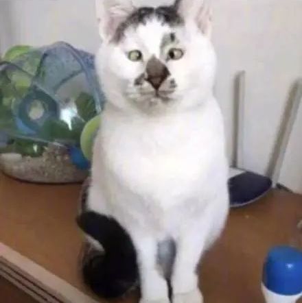 丑猫大赛视频完整版,2020年丑猫大赛看看丑到你了没